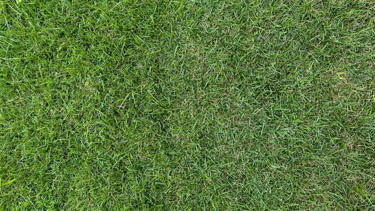 New Lawn Establishment in Lubbock, TX