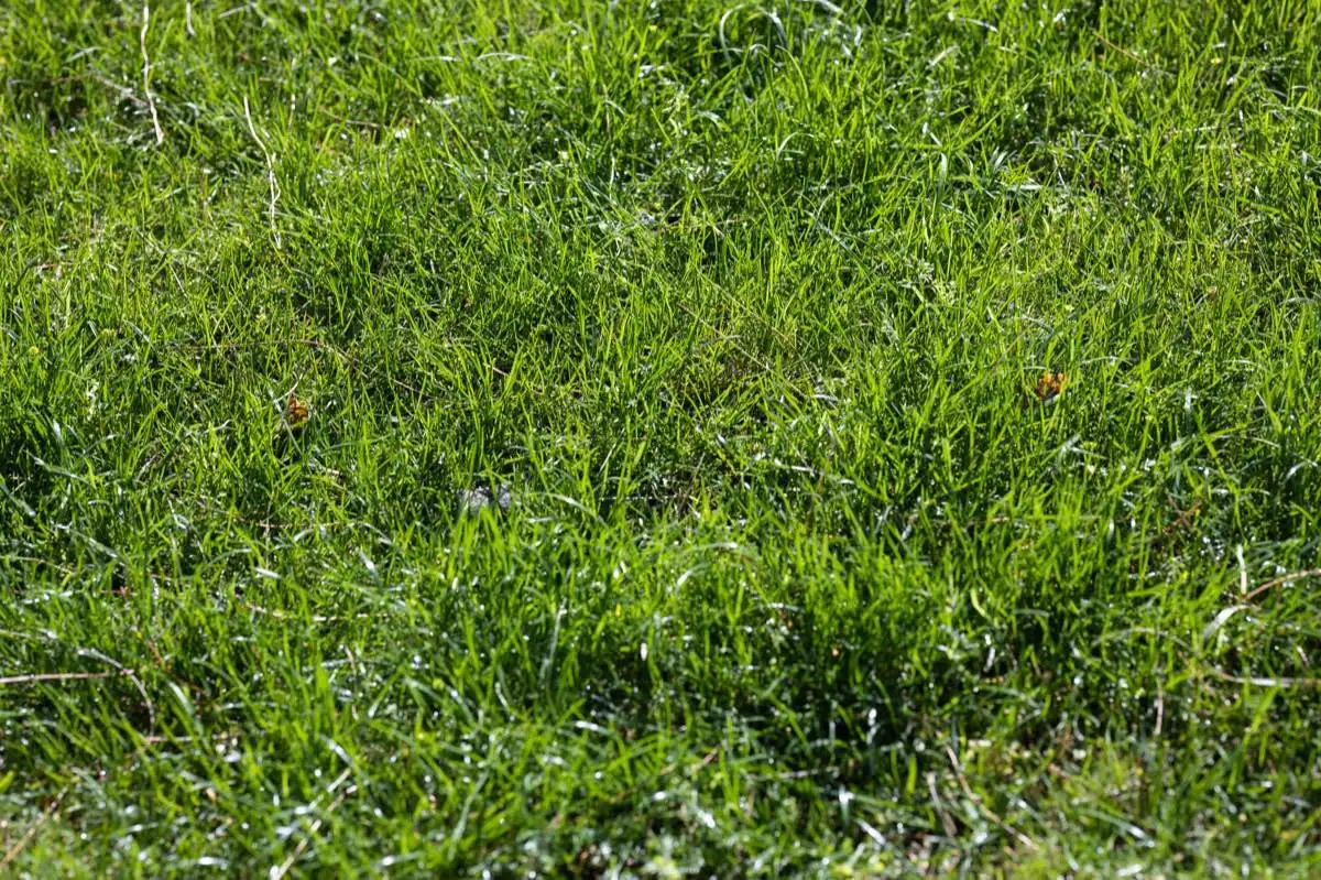 sod installation in Lubbock, TX