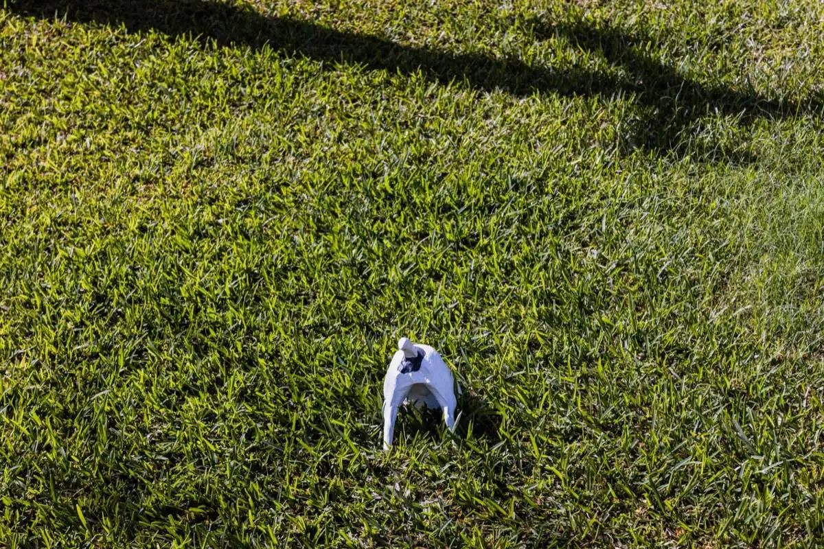 Fertilization & Weed Control in Lubbock, TX